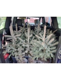 Ель обыкновенная Glauka/Глаука (голубая) С7,5,140-160