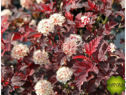 ПУЗЫРЕПЛОДНИК "ЛЕДИ ИН РЕД" (саженец ПУШИСТЫЙ 80 см)