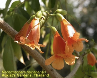 Radermachera hainanensis / Радермахера китайская