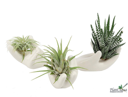 Рука Будды - Подставка для Тилландсий керамическая