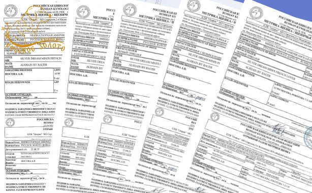 Успешно прошла актировка помета миниатюрных американских овчарок А-2025 от Юты и Дилана.