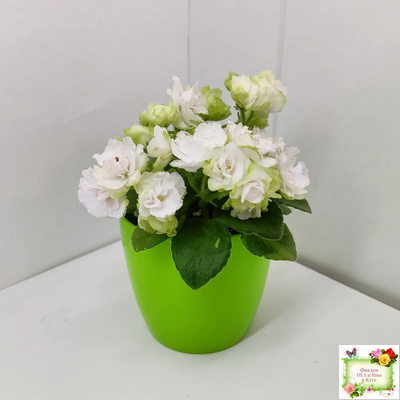 Irish Flirt mini (S.Sorano)