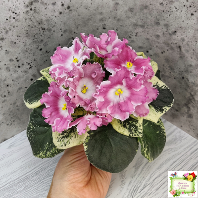 НД-Морковка (Н. Данилова-Суворова) 2021 г. (лист посажен 26.02.26)