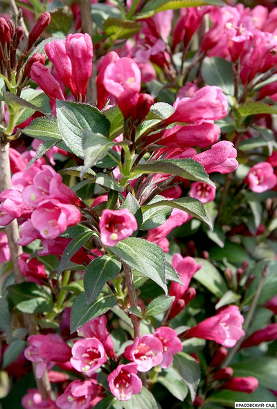 Вейгела цветущая Виктория фото цветов крупным планом красовский-сад.рф