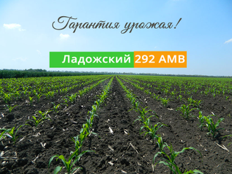 ладожская кукуруза 292, 250, 291