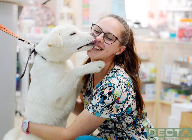 Ветеринарная клиника веста ул буженинова 2 фото