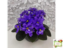 Н-Млечный Путь (Н. Бердникова)