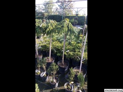 Ель Инверса - Inversa