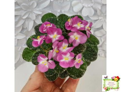 ML-Мама Ирочка (Miniviolets Lux) 2023 г.