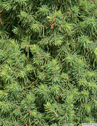 Ель сизая Перфекта - Perfecta