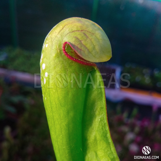 Sarracenia Minor