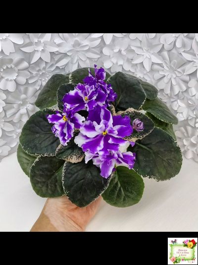 ВаТ-Морской Стиль (Т. Валькова) 2019 г.