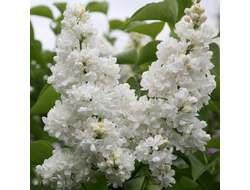 Сирень обыкновенная Мадам Лемуан (Mme Lemoine)