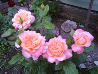 Самаритен, Ч/Г, Harkness