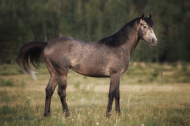 Хьюго предлагается в аренду в качестве прогулочной и учебной лошади.  Активные прогулки.