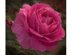 Гранд Дама (Grande Dame) чайногибридная роза