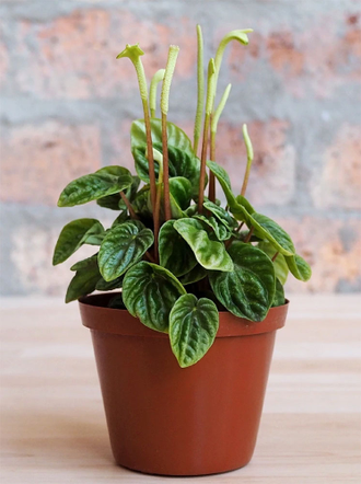 Peperomia caperata