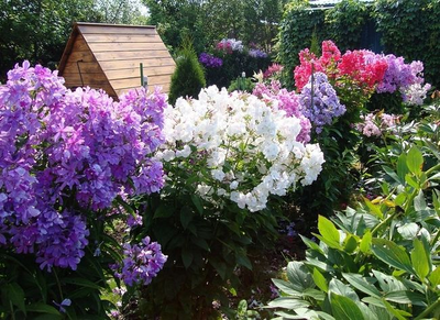 "Лист флокса " Силиконовый молд (вайнер)