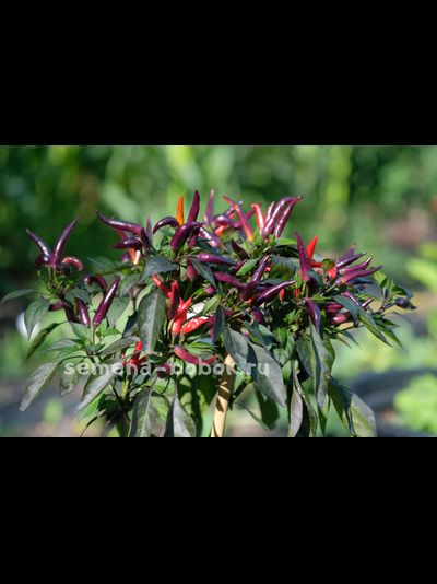 Перец Острый  Maya Black Blood, 10 шт