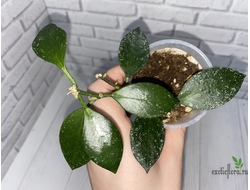 13/12/2024 hoya nabavanensis epc 958