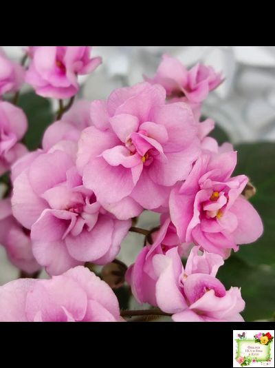 Dresden Doll (P. Harris) (7259) 11/24/1989 трейлер