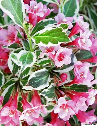 Вейгела Карикатура - Caricature