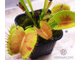 Dionaea muscipula Patches