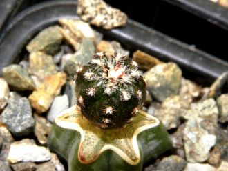 Discocactus horstii mini (прививка D=10mm)