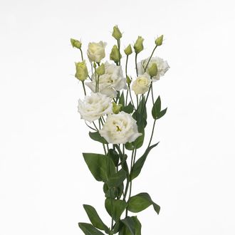 Лизиантус White