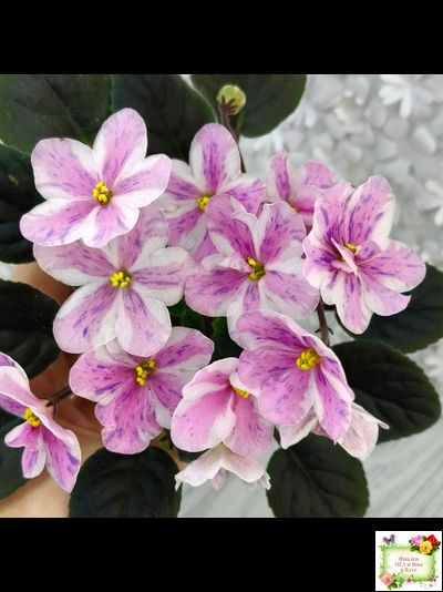Ness` Spring Blush (D. Ness) химера (стартер сорт)