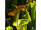 SARRACENIA MIX