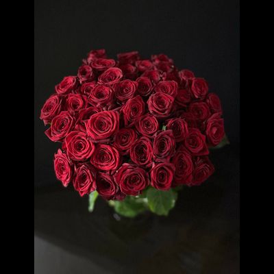 Роза Россия 60 см. 51 шт