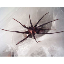 Linothele megatheloides