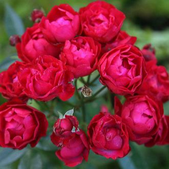 Ред Морсдаг (Red Morsdag)  роза