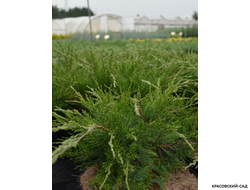 Можжевельник казацкий Кнап Хилл - Knap Hill