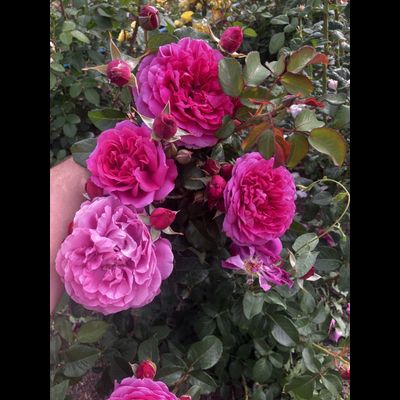 Джеймс Л.Остин (James L.Austin)