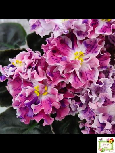 ТФ-Confetti (Т. Фурлетова) 2024 г.