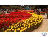 Никитский ботанический сад. Тюльпаны