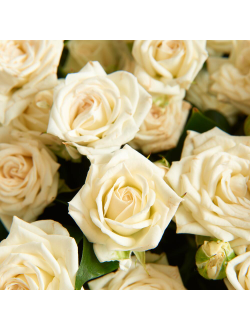 11 белых кустовых роз