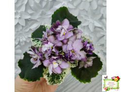 Nik-Магический Туман (Н. булко) 2024 г.