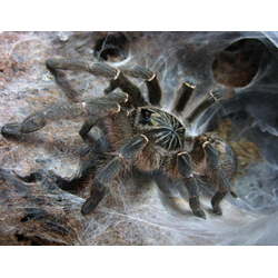 Зимбабвийский серый паук-птицеед (Ceratogyrus meridionalis)