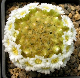 Mammillaria carmenae (MG)