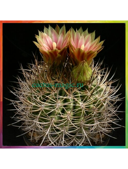 Pyrrhocactus curvispinus JN 608