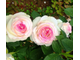 Роза чайно-гибридная Дольче Вита