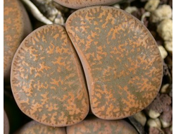 Lithops lesliei (Warrenton form) С036 (Чехия) - 10 семян