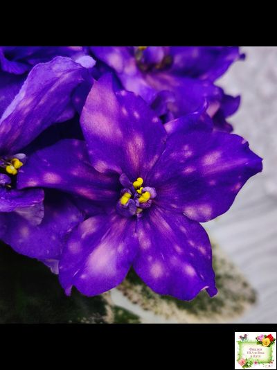 РС-Астролог (С. Репкина) 2020 г.