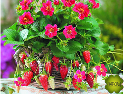 КЛУБНИКА "ТОСКАНА" (ТРИСТАН) (АМПЕЛЬНАЯ, ДЕКОРАТИВНОЕ ЦВЕТЕНИЕ, ВКУСНАЯ, РЕМОНТАНТНАЯ)