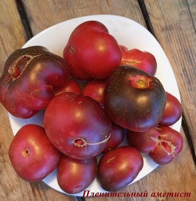 Томат Пленительный аметист