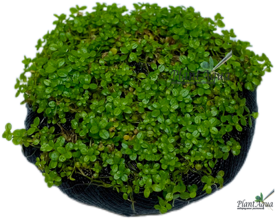 Хемиантус Куба на вабикусе