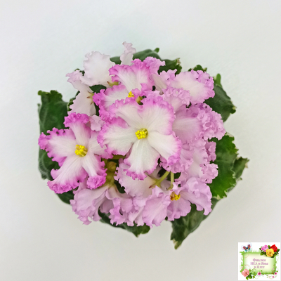 Nik-Обыкновенная Богиня (Н. Булко) 2023 г.